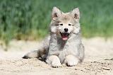 CHIEN FINNOIS DE LAPONIE 582
